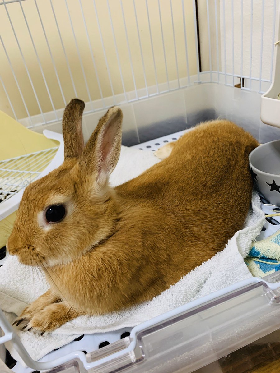 誕生日は推定ですが…
1歳になりました💓