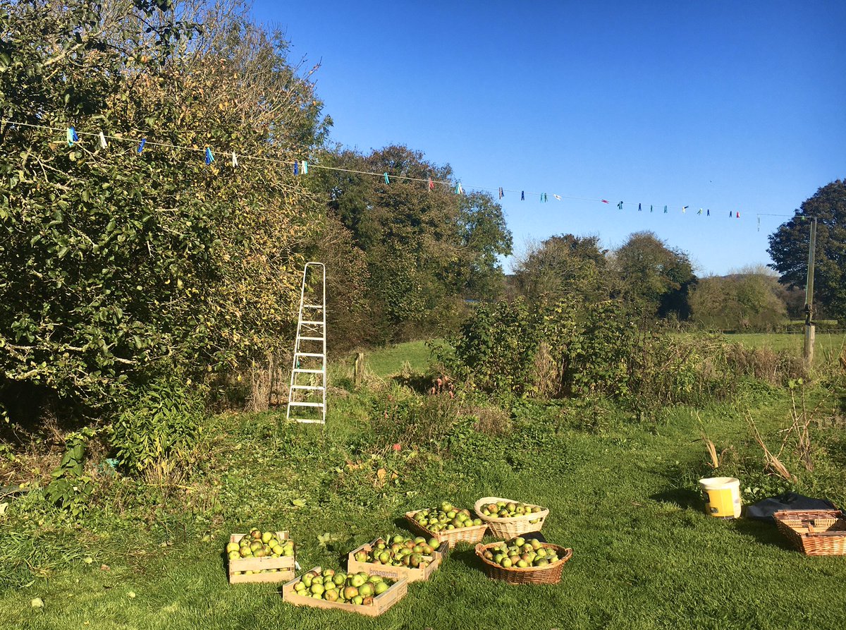 cbbarlow's tweet image. Not a bad haul for a few hours work. #hungryforapples