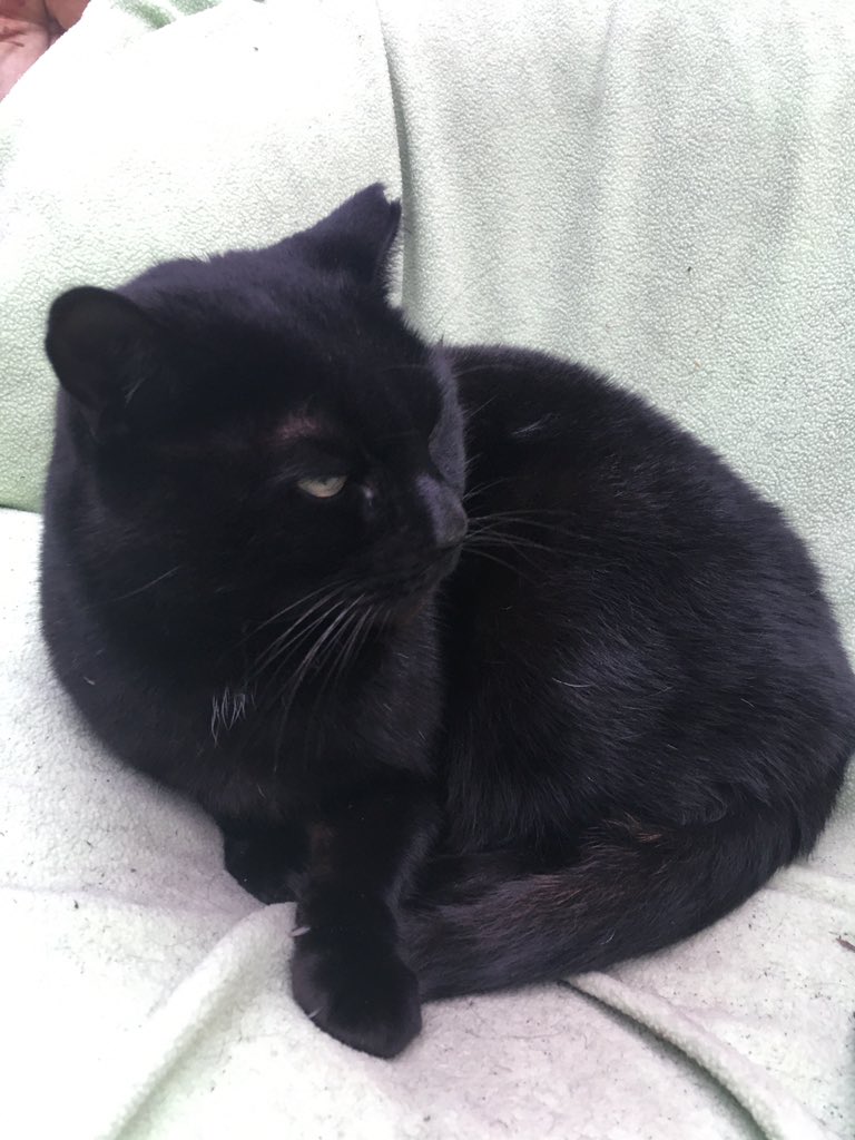 juanitafan's tweet photo. Such an honour to meet the friendliest cats 🐈 at their home on Walsall Rd allotments. I can confirm @AllotmentCat is one handsome panfur! #minipanfur #panfursquad #friendlyfelines https://t.co/ZvL8LnXabT