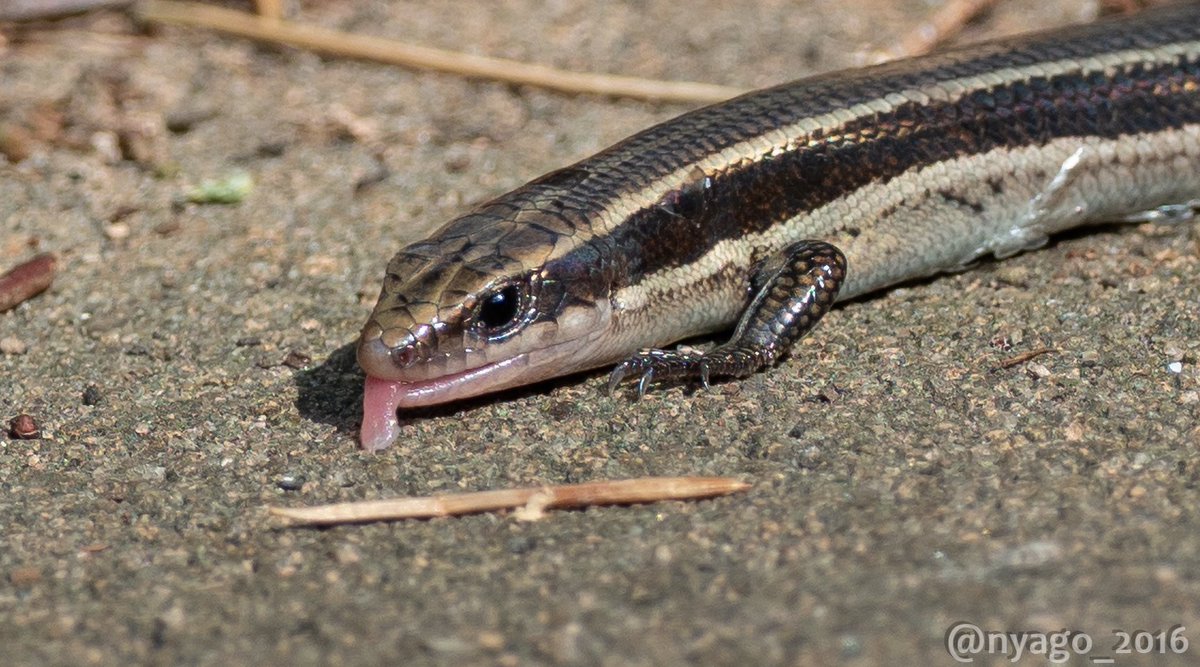 Nyago ちゃん ぺろっ ヒガシニホントカゲ ニホントカゲ トカゲ Lizard 爬虫類 Reptiles 舌 Tongue