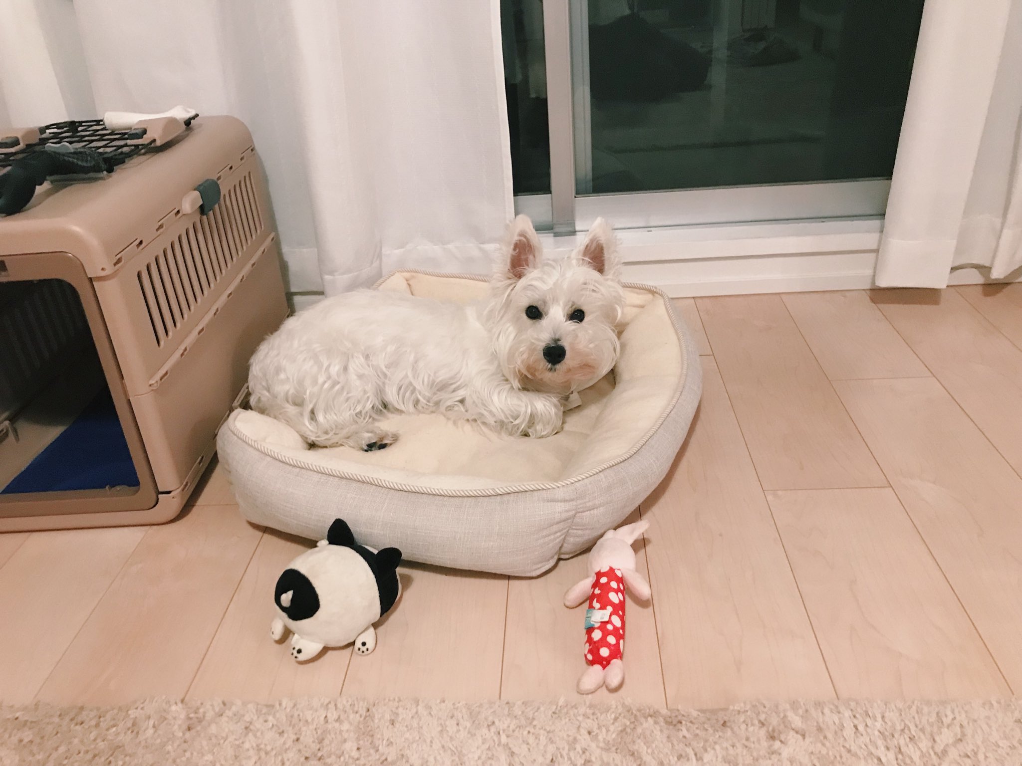 しめじ クレアちゃんは元々保護犬だったので年齢も過去も一切わからないミステリアスな犬 だけど 今のところすごく健康だし悪さもたまにしかしないグッドな犬