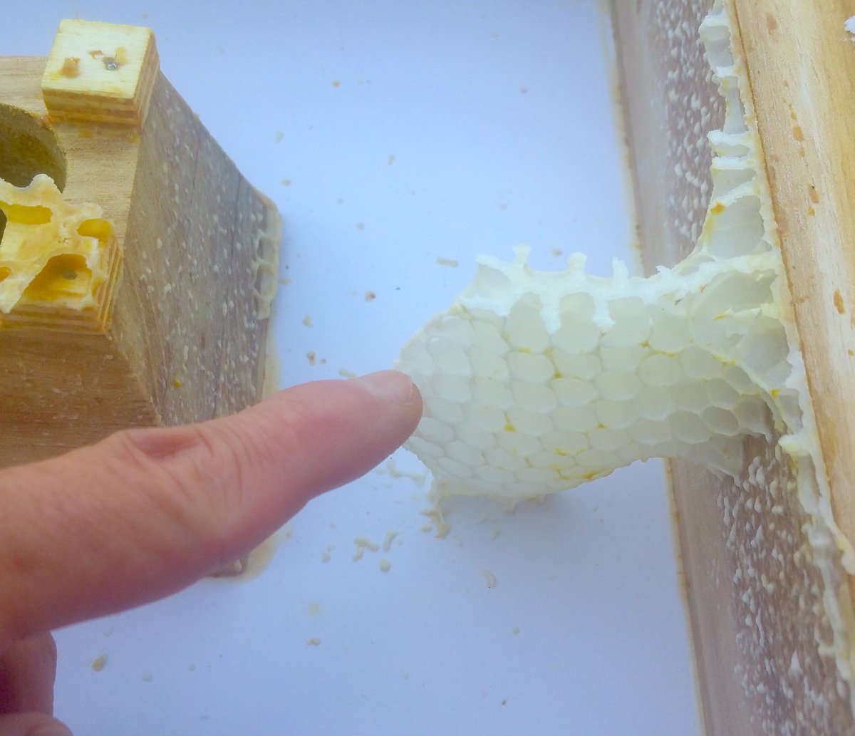 clausbrell's tweet photo. Die MiniPlus-Bienen sind reisefertig. Im Adam-Fütterer (soeben abgenommen) haben sie  geruchslose und geschmacklose weiße Waben gebaut. #Temperatursensor ist auch neu justiert. Am Montag sollen sie auf das @HSNiederrhein-Dach. #biene40 https://t.co/g06tFjSE1U