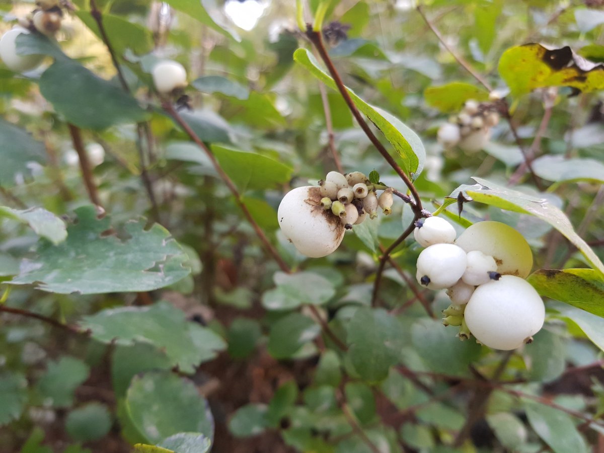 Help me once again, Germans of Twitter (or Europeans in general, or anyone who knows plants?): what is dis? Is it edible? Is it yummy? Can I haz? I need to know. #AllOverBerlin