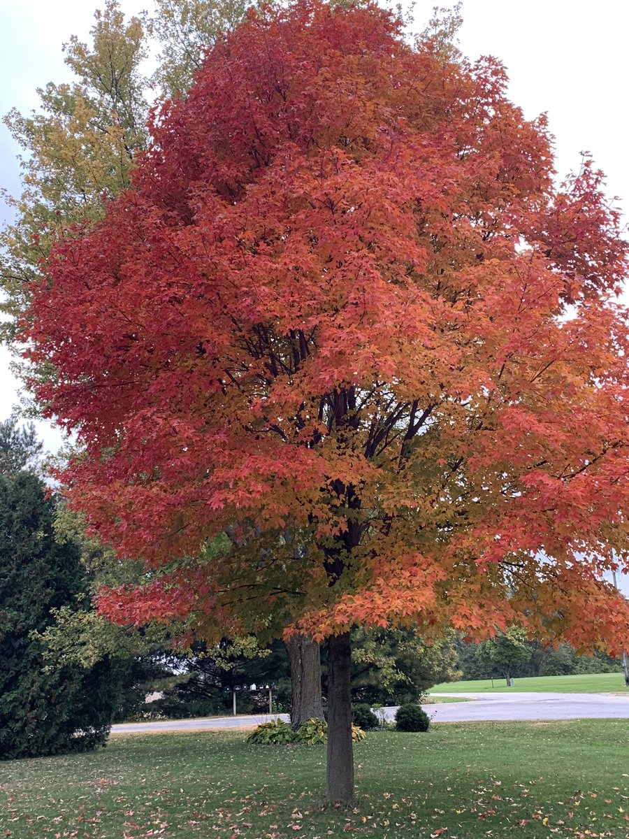redodds's tweet photo. Fall is my favorite season here in Southeast Iowa.  The changes in our landscape is just one of many reasons which support this comment. https://t.co/1EALmkNIDl