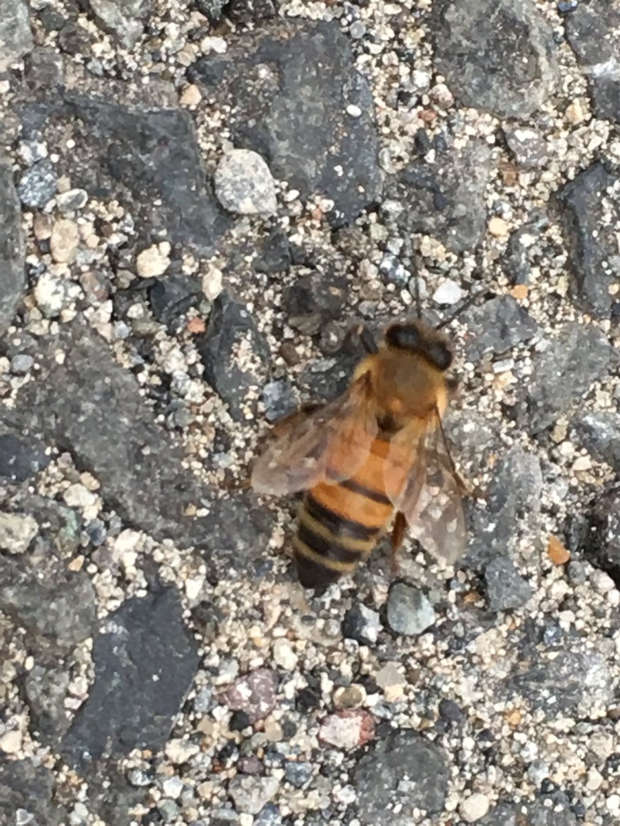 295emon サトシー ガレッガオンラインリレー5 29 土 30 日 Tweet 昆虫コレクション 飛べないミツバチは可愛いミツバチ Offerdos Com