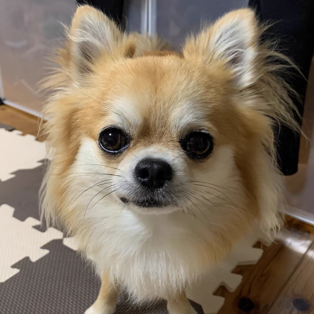 @nakamanian 再生したらチビちゃんが飛び起きた😂 