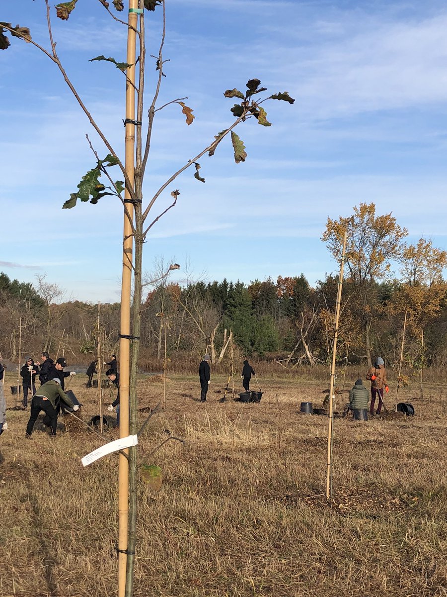 frankscarpitti's tweet photo. Today, we come together as a community and plant 225 Bur Oak trees in commemoration of Markham’s 225th Anniversary. #Markham225 #WeAreMarkham https://t.co/UiljUxTUCS