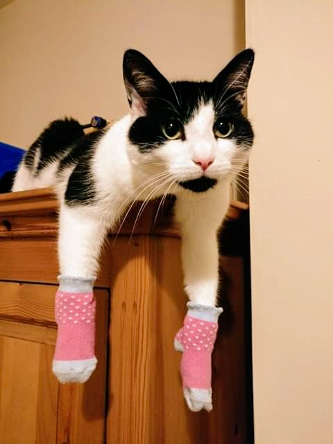 Amy Lawrence Designs tweet media