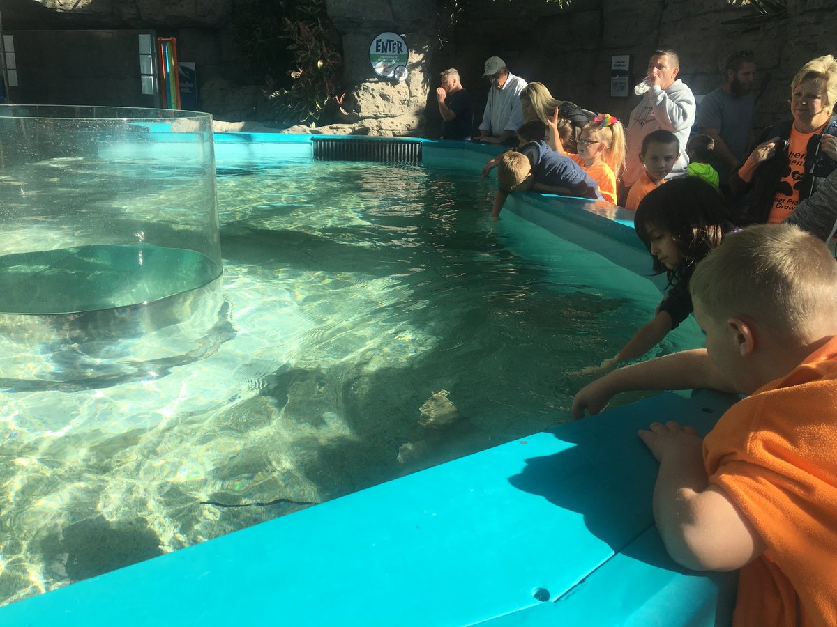 Schenck_Elem's tweet photo. Schenck 2nd graders studying ocean life at Newport Aquarium https://t.co/GiZuhxjg5r