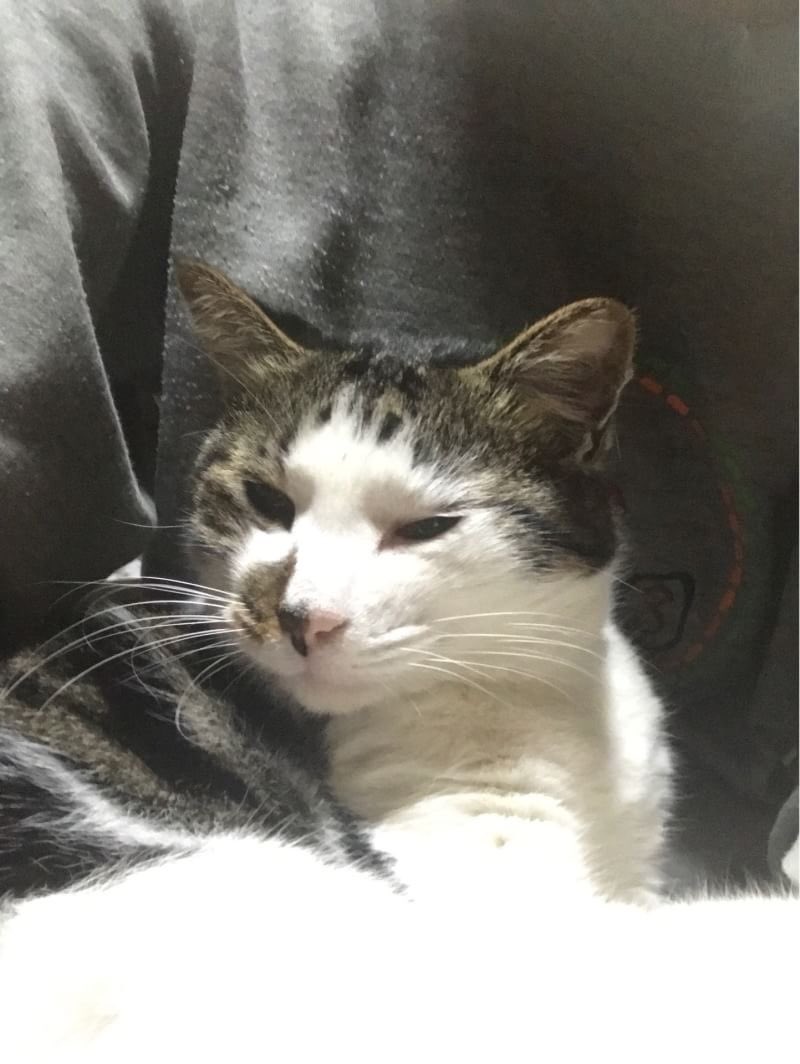 マイナー不快描写選手権 タグを マイナー不快猫 に見間違う人続出 勿論 猫の写真 動画が貼られる流れに 2ページ目 Togetter マイナー不快描写選手権 タグを マイナー不快猫 に見間違う人続出 勿論 猫の写真 動画が貼られる流れに 2ページ目 Togetter