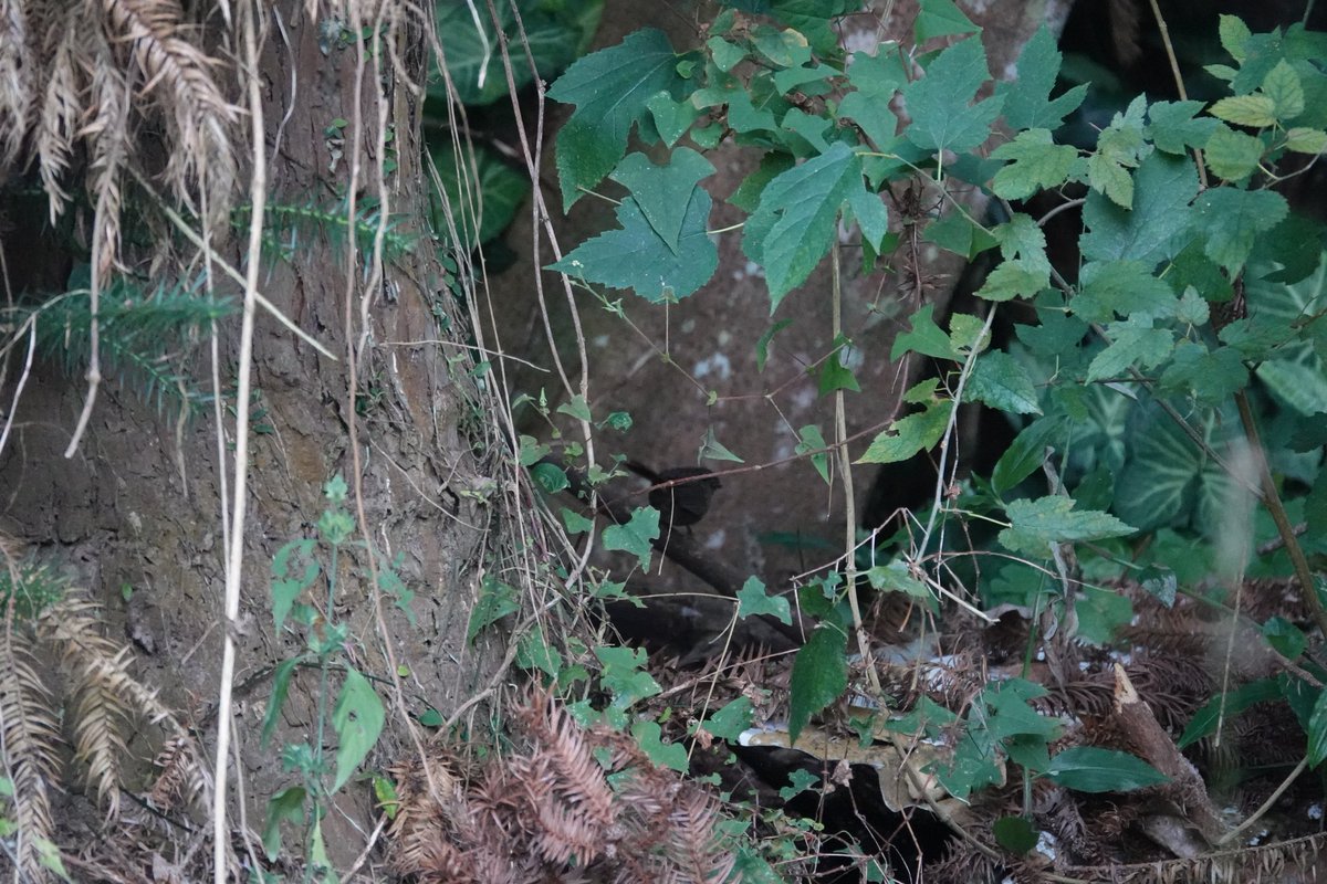 火金姑 Twitter Search