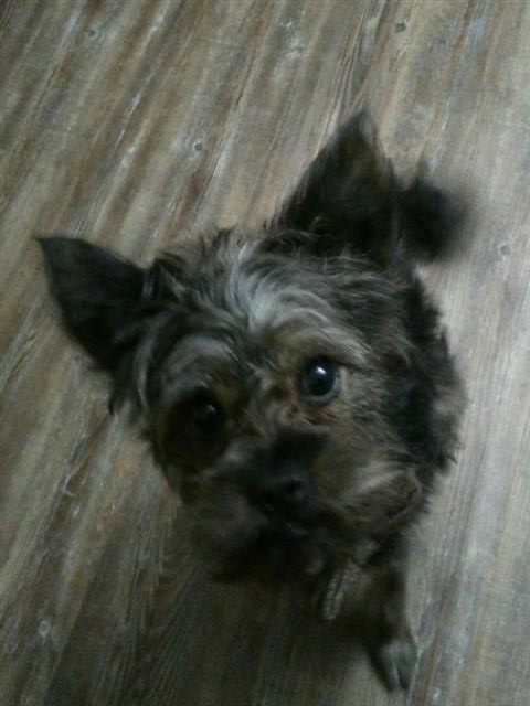 lostpetstexas's tweet photo. Male Yorkie/Chihuahua Dog Lost in Austin Texas on 09/13/2019. https://t.co/JEOwjhpsCD https://t.co/MZd24htotU