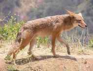 MischakKate's tweet photo. Coyotes are a pest many farmer have to deal with on a daily basis. They attack livestock and lose profit for the farmers and ranchers. Many people choose to hunt coyotes for this reason. This is what I will be live tweeting about tonight #wtnm #livetweet https://t.co/e4qkmzQiXQ