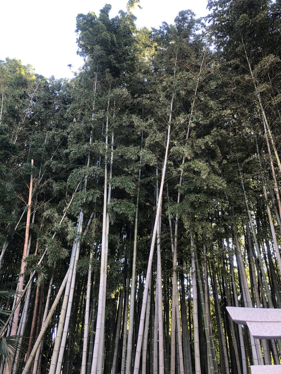 八幡の藪知らず