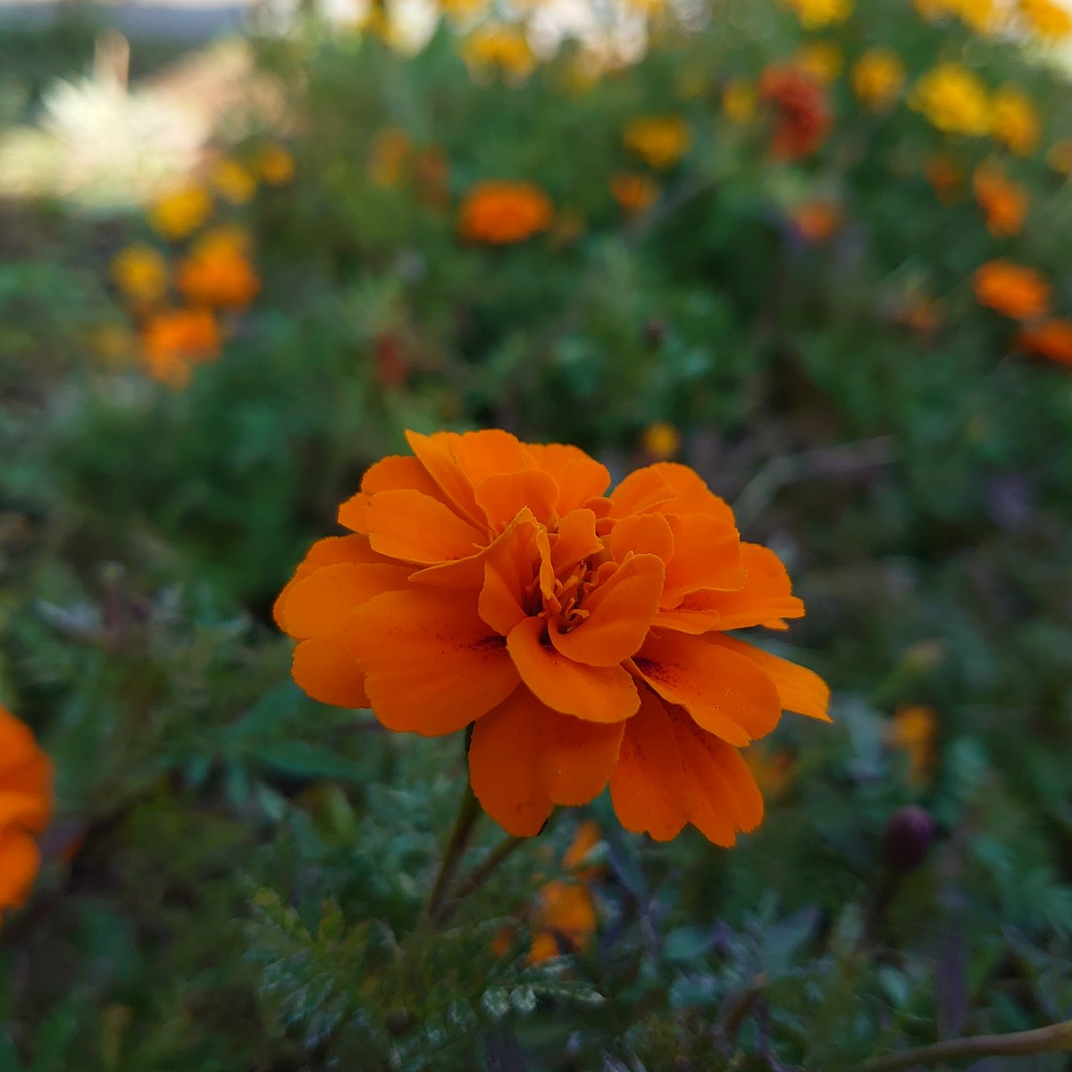 道人 今朝のウォーキング途中で ビタミンカラーのマリーゴールドに元気をもらいました 花 花好きな人と繋がりたい 道端で見つけた花 道端で咲く花 ウォーキング途中 タゲテス マリーゴールド 千寿菊 センジュギク 万寿菊 マンジュギク 道人 今朝のウォーキング途中で ビタミンカラーのマリーゴールドに元気をもらいました 花 花好きな人と繋がりたい 道端で見つけた花 道端で咲く花 ウォーキング途中 タゲテス マリーゴールド 千寿菊 センジュギク 万寿菊 マンジュギク