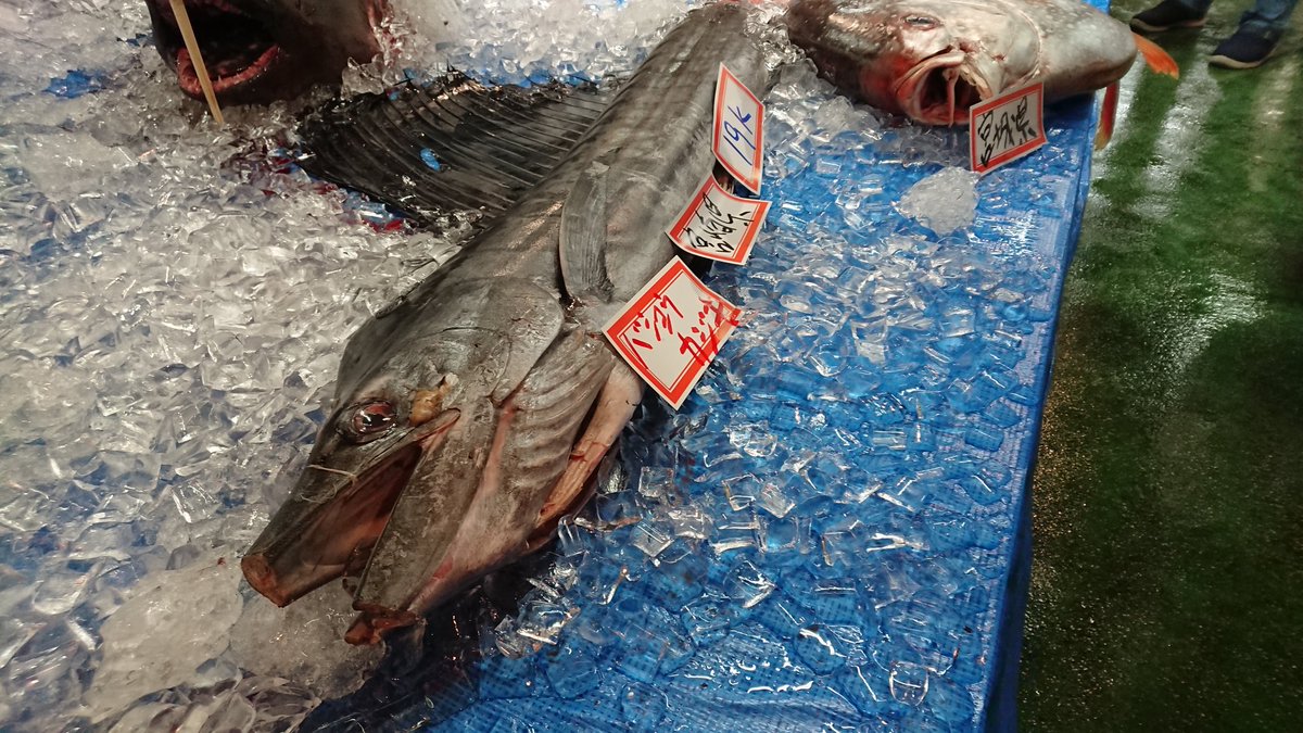 大阪産 もん 市場開放デー 巨大魚はこどもたちに大人気 巨大魚 市場開放デー