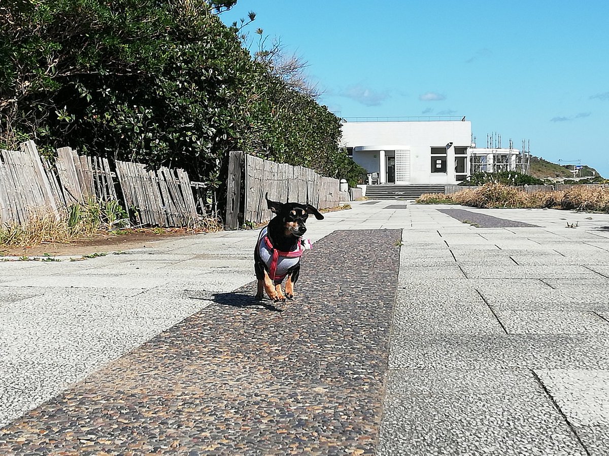 愛犬家 これから 久しぶりに成田ゆめ牧場に出掛けます 犬好きさんと繋がりたい 犬と散歩 犬とお出かけ カニンヘンダックス 千葉県 銚子市 犬吠埼 茨城県 海浜公園 ドッグラン ゆめぼくわんすた 成田ゆめ牧場 ゆめ牧場 Mix Rz350