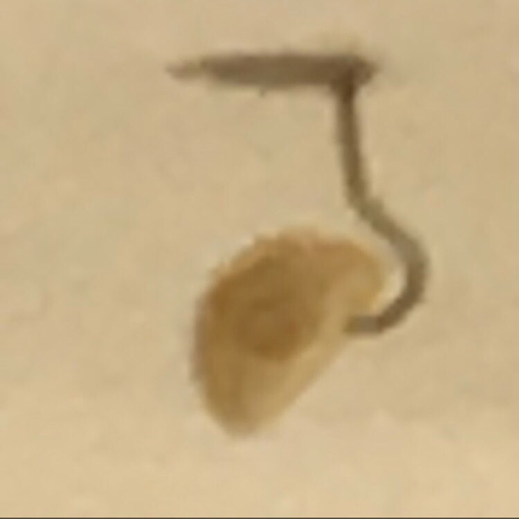 Saving Miles Lemon tweet media