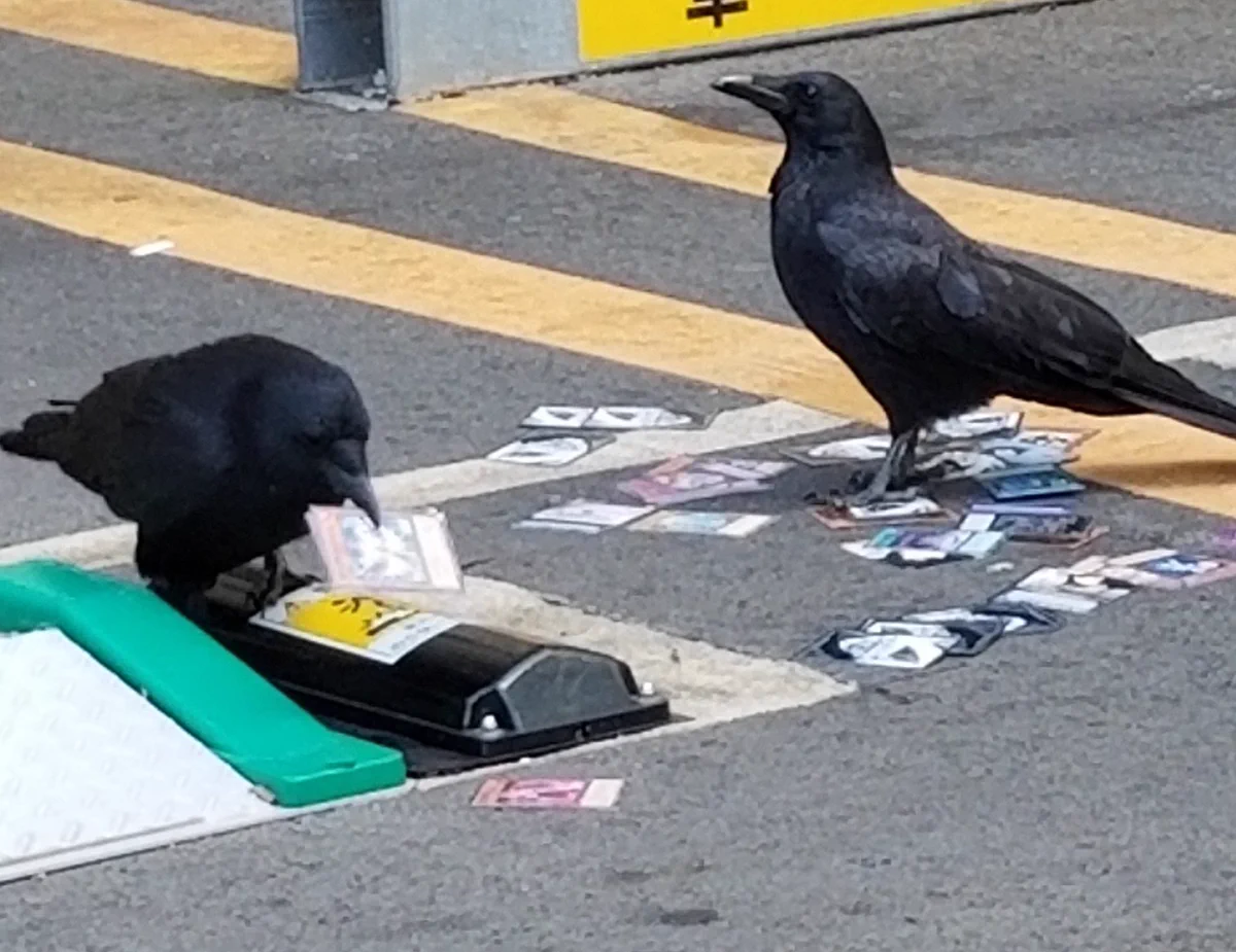 名古屋ではよくある光景？遊戯王で遊んでるカラスが発見されるwww