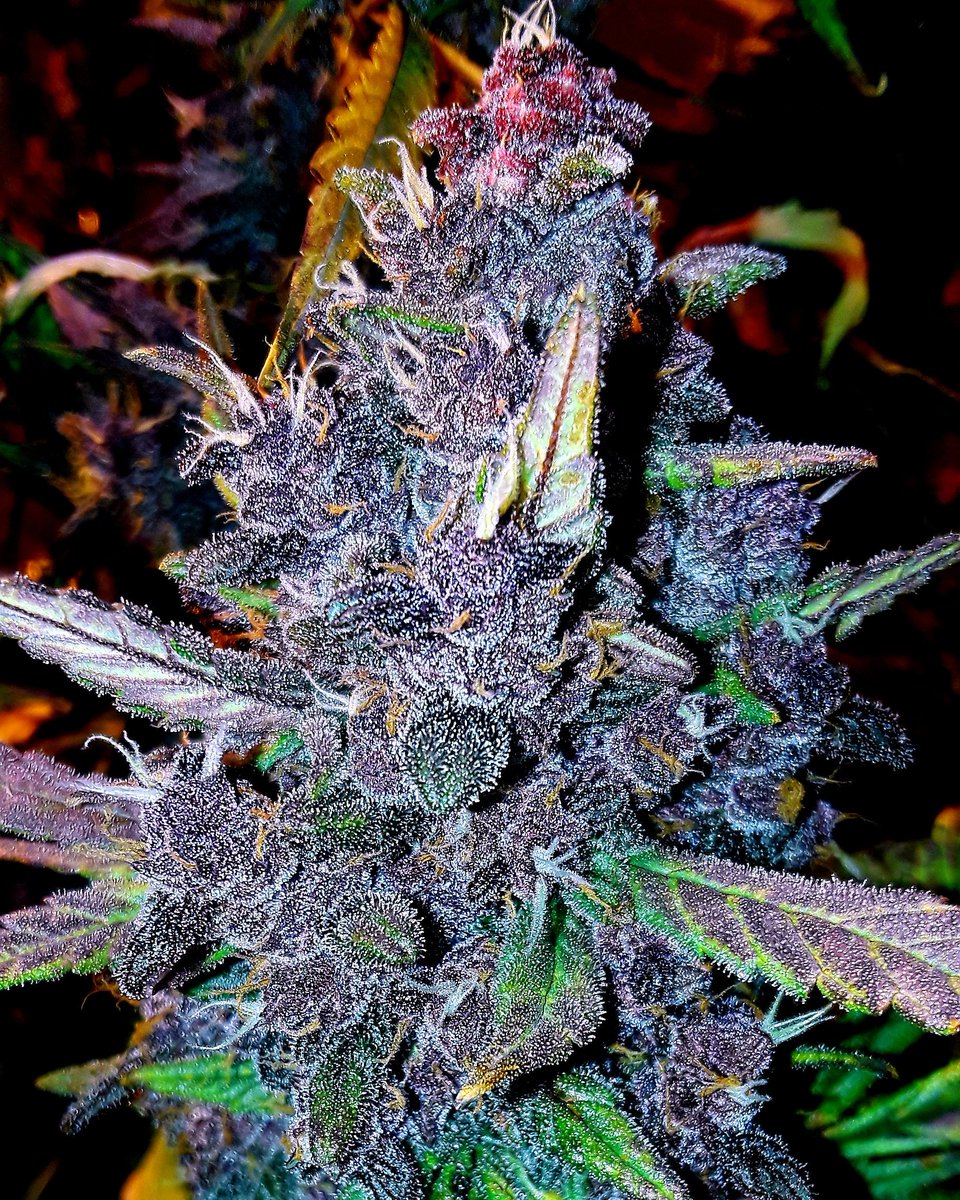 MaxPowerGrows's tweet image. Mars hydro #marshydroaliblackfriday2019

@sweetseeds red poison flower. Grown under @kindledgrowlights with @generalhydroponics nutrients. 
#cannabis
#cannabiscommunity  #weedporndaily #weedporn #cannabisculture #cannabisgrow #growyourown #homegrown #cannabisseeds