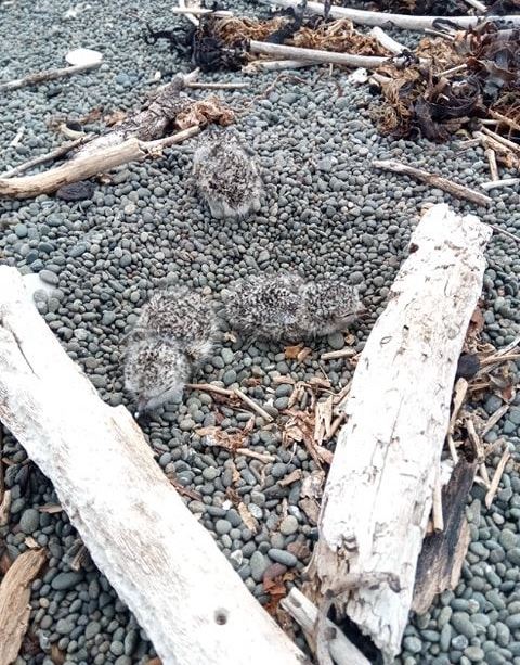 Banded Dotterel for Bird of the Year tweet media