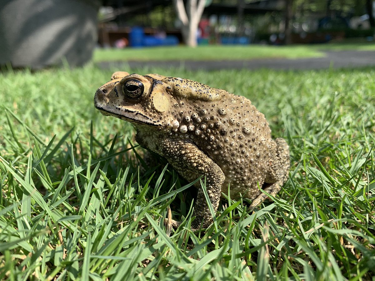 RajLadva's tweet photo. “It’s a frog!” “No it’s a toad!”
“Why is he here?”
“Maybe he has no home”
The exhange between some considerate Nursery children after discovering a toad in the garden. When I asked what kind of home he’d like they suggested “mud and leaves” and made it!
#EYFSwow
#EYFS
#EYFF https://t.co/a1JESyAuHQ