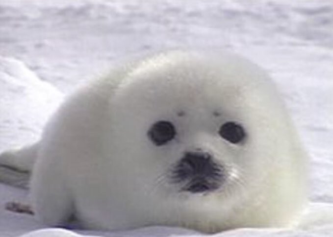 ふわふわのオットセイ