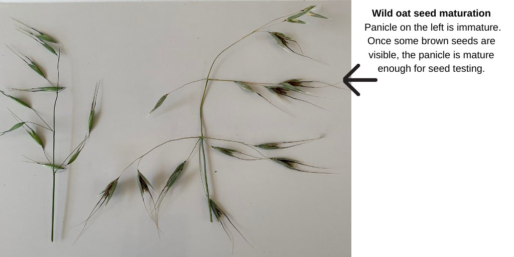 WeedSmart tweet media