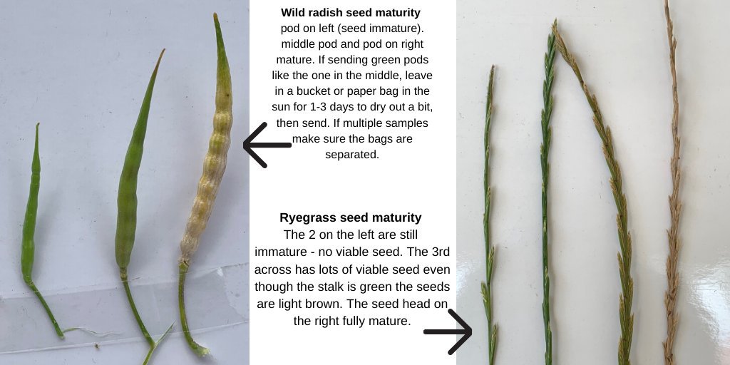 WeedSmart tweet media
