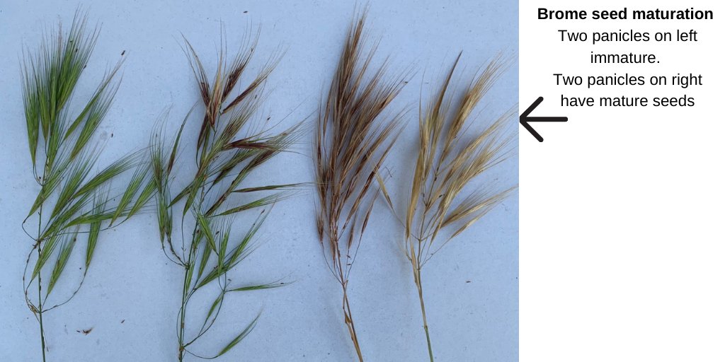 WeedSmart tweet media