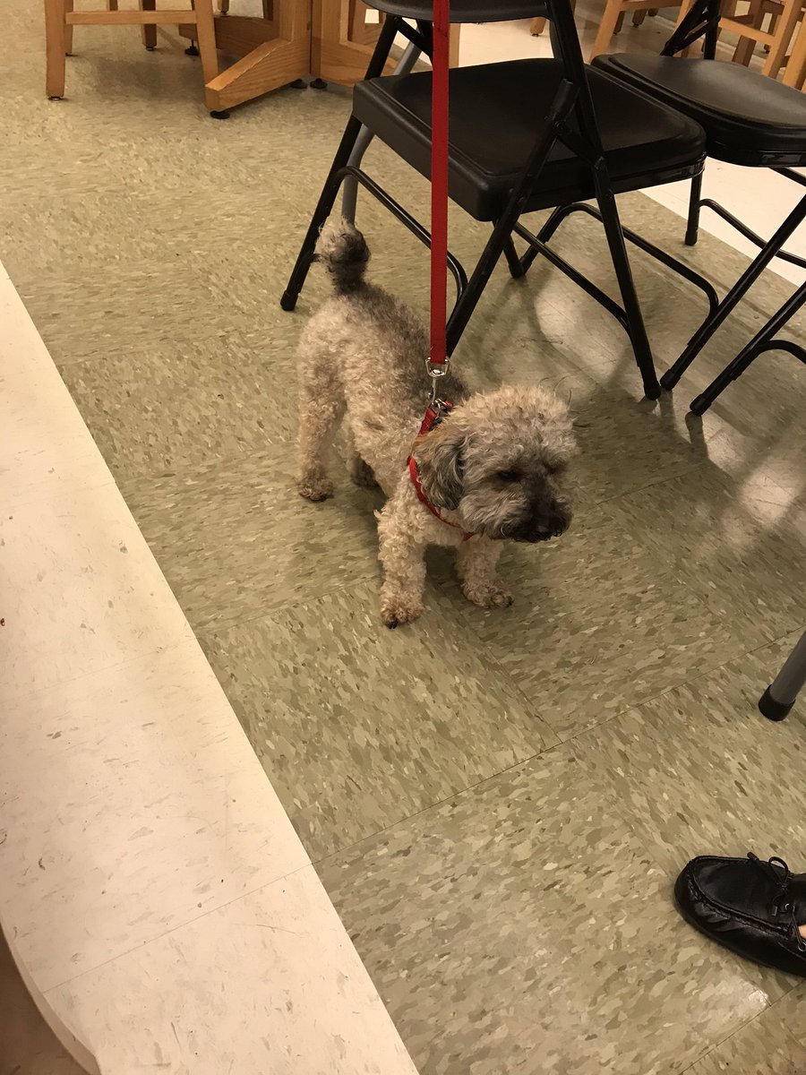 Today the new Queens North Executive Superintendent Mabel Sardy visited my session with District 24 principals. The #PSIS49 Comfort Dog also stopped by to say, “Hi” #MPPR #LeaderhipMatters <a href="/NYCSchoolsD28/">Queens North - Executive Superintendent Sarduy</a> <a href="/NYCSchools/">NYC Public Schools</a>