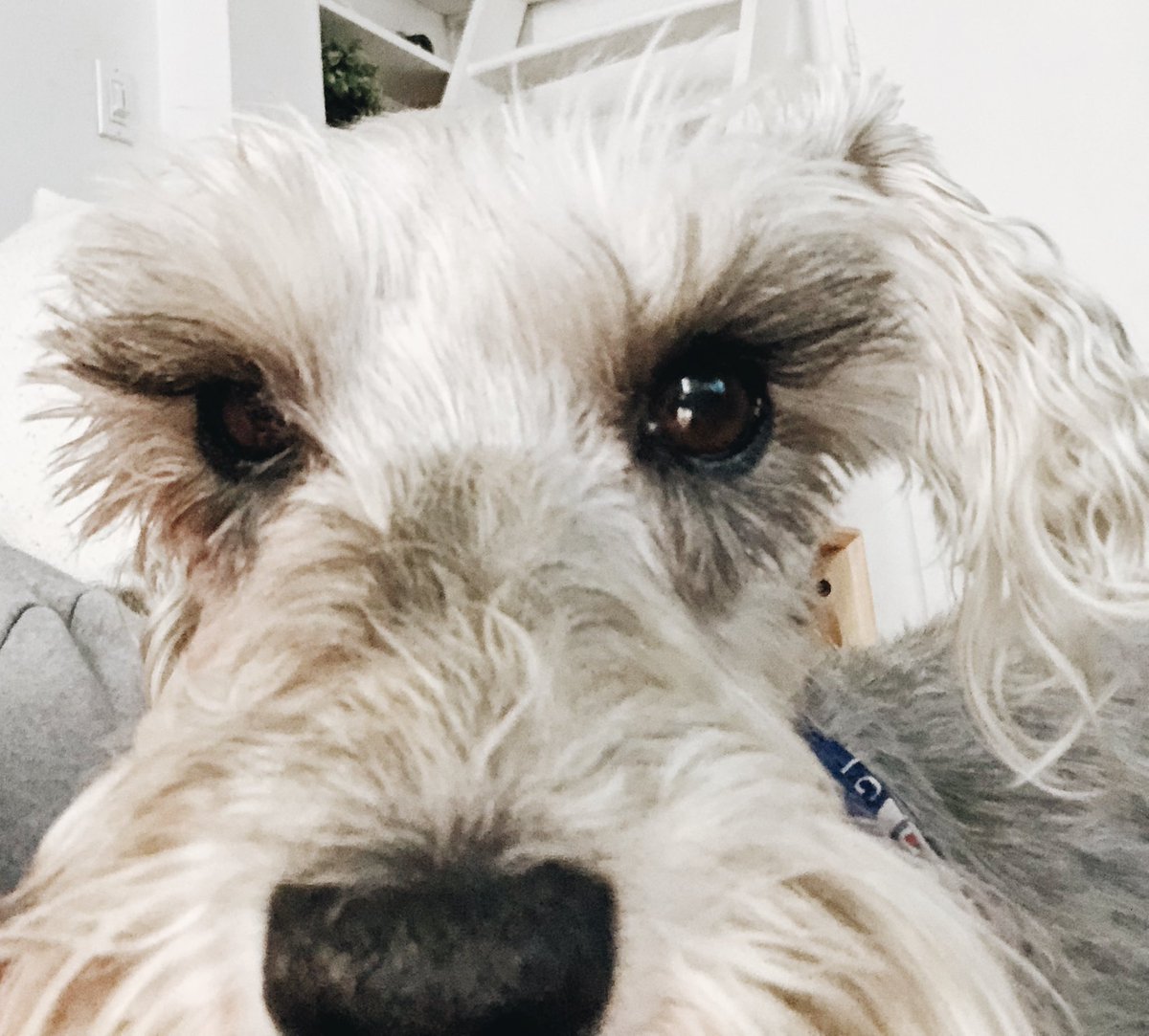 itstellez's tweet photo. Just a weekly “I miss and love my dog” post. 🤷🏽‍♀️ https://t.co/VdXl63K8Jm