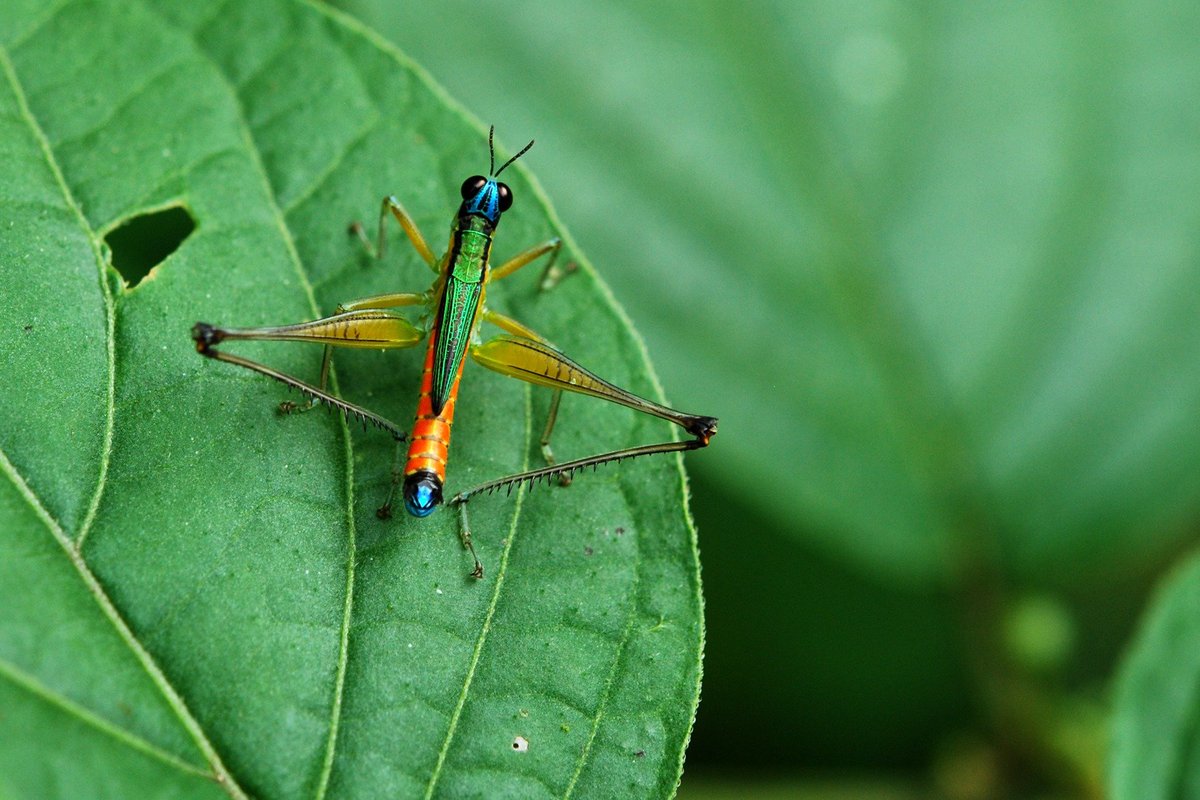 InsectPicture's tweet photo. Eumastacidae is a family of grasshoppers sometimes known as monkey- or matchstick grasshoppers. They usually have thin legs that are held folded at right angles to the body, sometimes close to the horizontal plane.#NATURE_WORLD https://t.co/Lq2QR9bndw