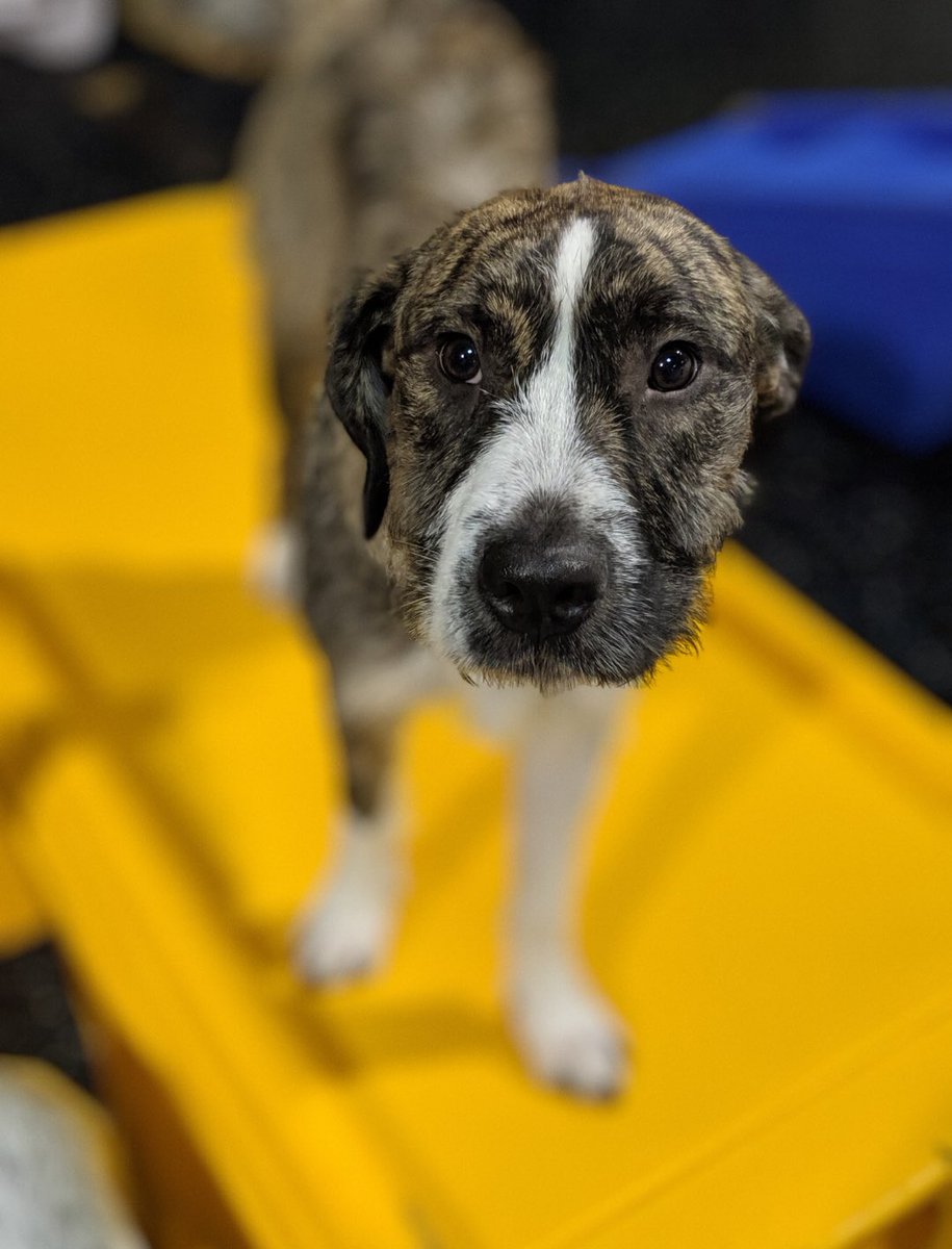 ADogsDayOut's tweet photo. It’s Lucy! 🐾🥰 #dogdaycare #adogsdayout https://t.co/2L94vKxHUd