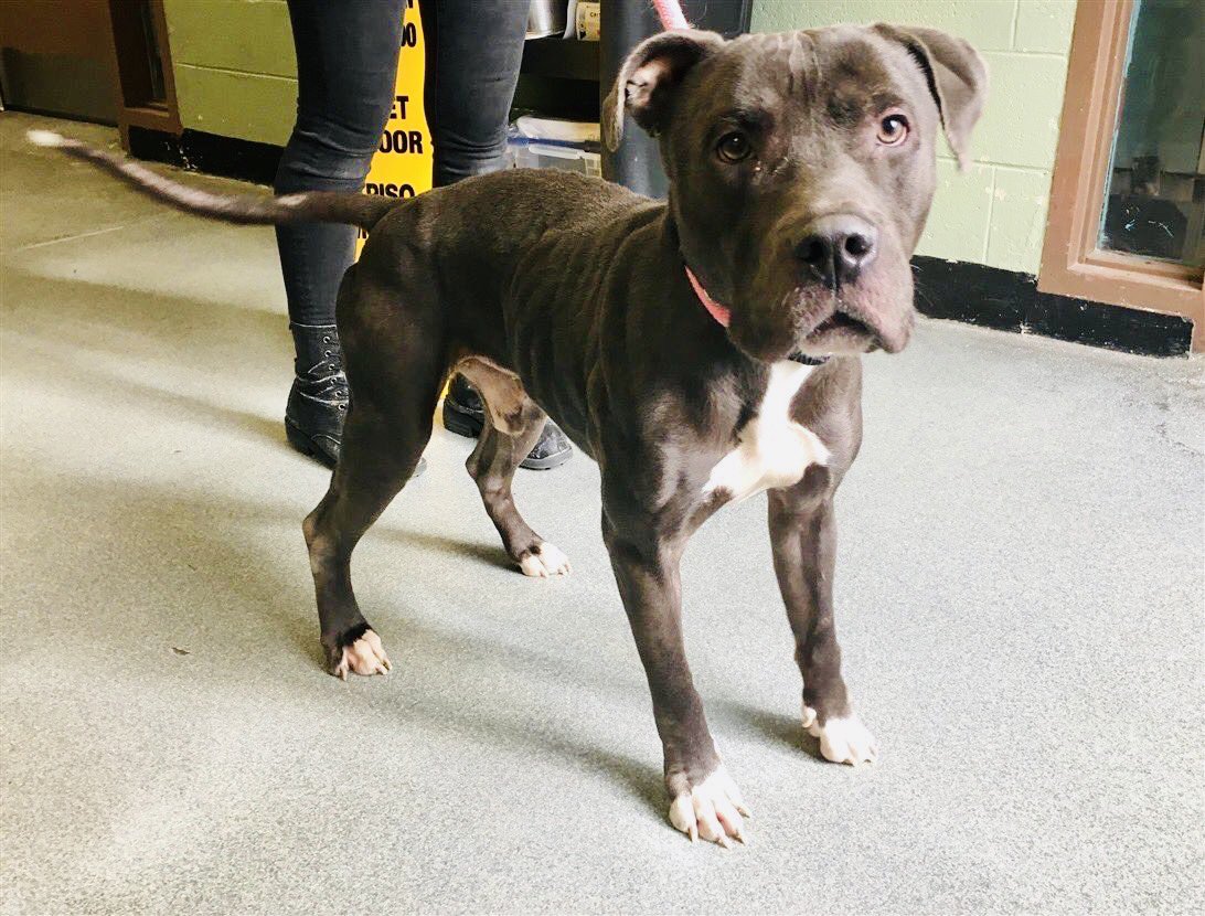 KeithOlbermann's tweet photo. Zoro made and recognized human friends, likes other dogs, but because -caged in a kill shelter- he guarded his toys, they gave him ONE WEEK to attract an adopter, then put him on Saturday’s kill list. Pledges for Zoro # 21128 via @TomJumboGrumbo PLEASE RT! https://t.co/3GDBGqhP1Z https://t.co/uh5L97U6He