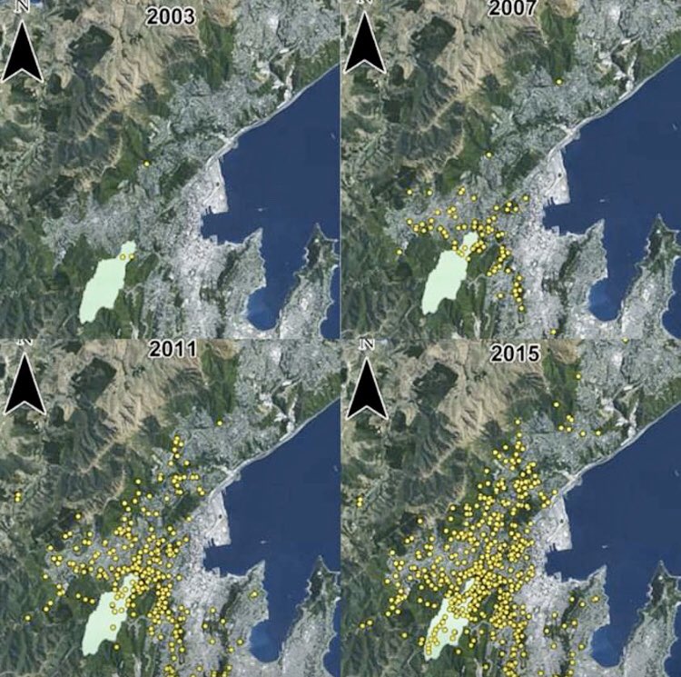 Kākā range expansion in Wellington City recorded by #citizenscientists
14 of these forest parrots were reintroduced to <a href="/ZEALANDIA/">Zealandia Te Māra a Tāne</a> between 2002 &amp; 07
The introduced predators are controlled in reserves across the city by <a href="/WgtnCC/">Wellington City Council</a> &amp; <a href="/greaterwgtn/">Greater Wellington</a> #kaka #urbanecology #rewilding 1/