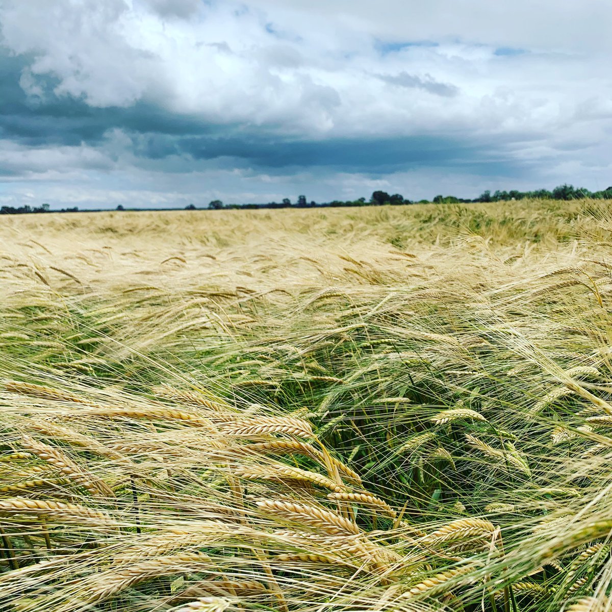 em_ayliffe's tweet photo. Windy and shit but looks good, must be Friday I’m dreaming of 🍺 #barley #beeroclockyet https://t.co/rIUwDj4HVC