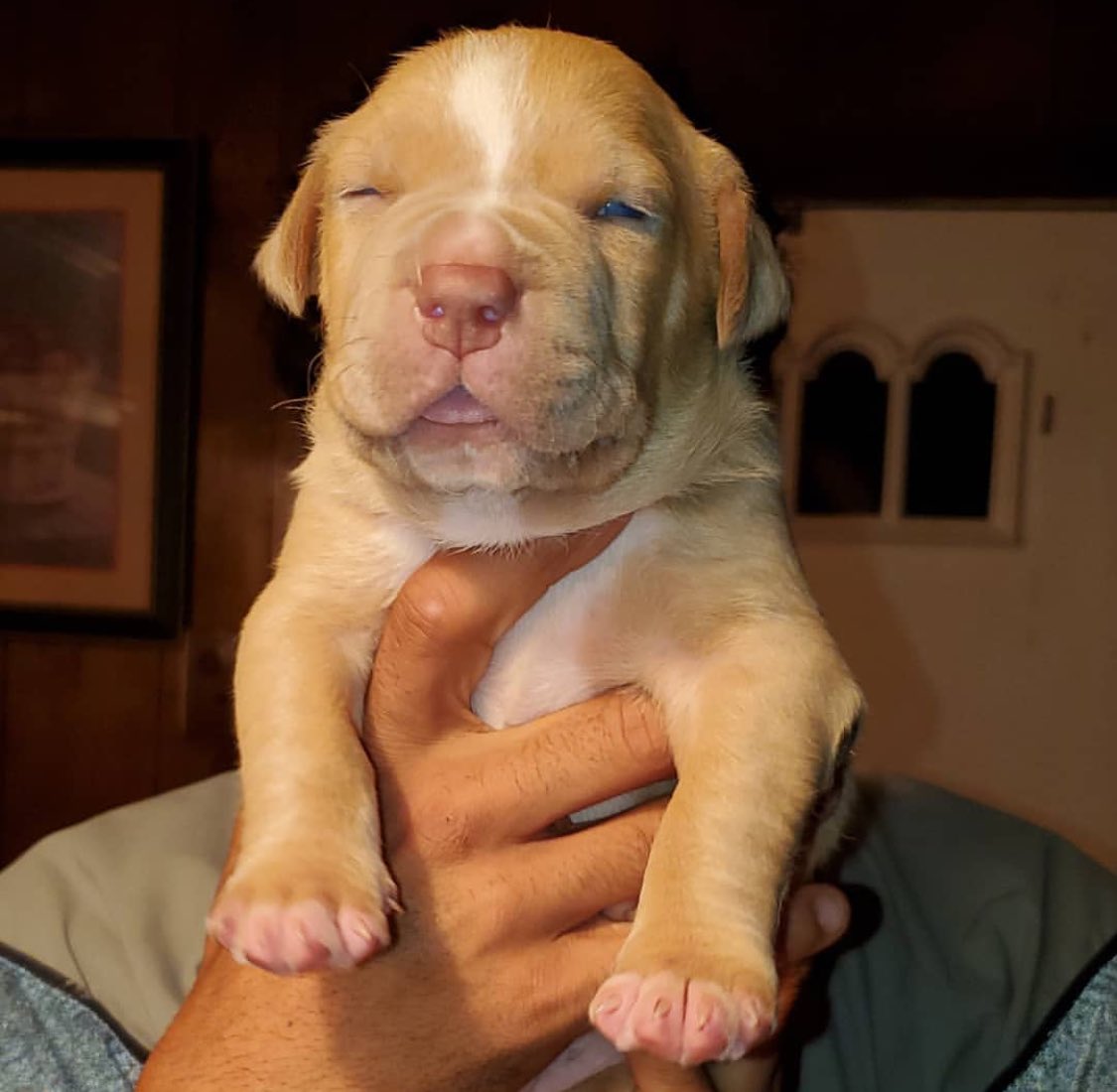 BuildABull's tweet image. #XLBully #BULLYWORLD Get em while you can 🔥💪🏼