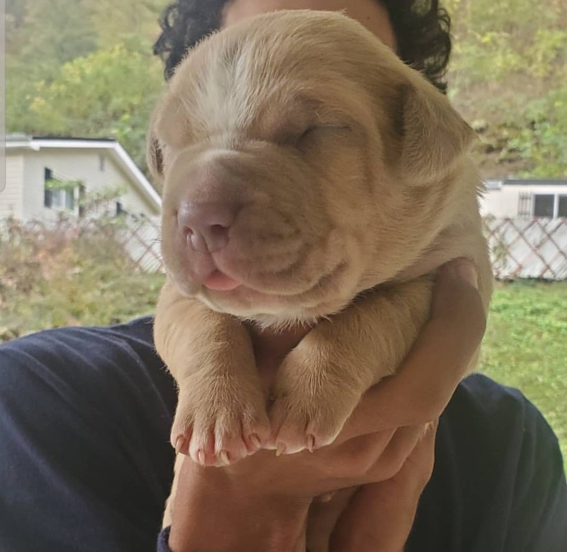 BuildABull's tweet image. #XLBully #BULLYWORLD Get em while you can 🔥💪🏼