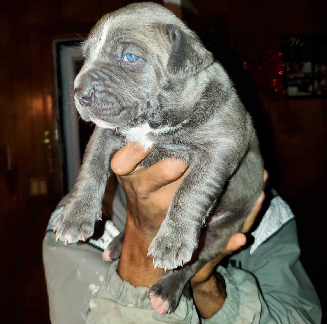 BuildABull's tweet image. #XLBully #BULLYWORLD Get em while you can 🔥💪🏼