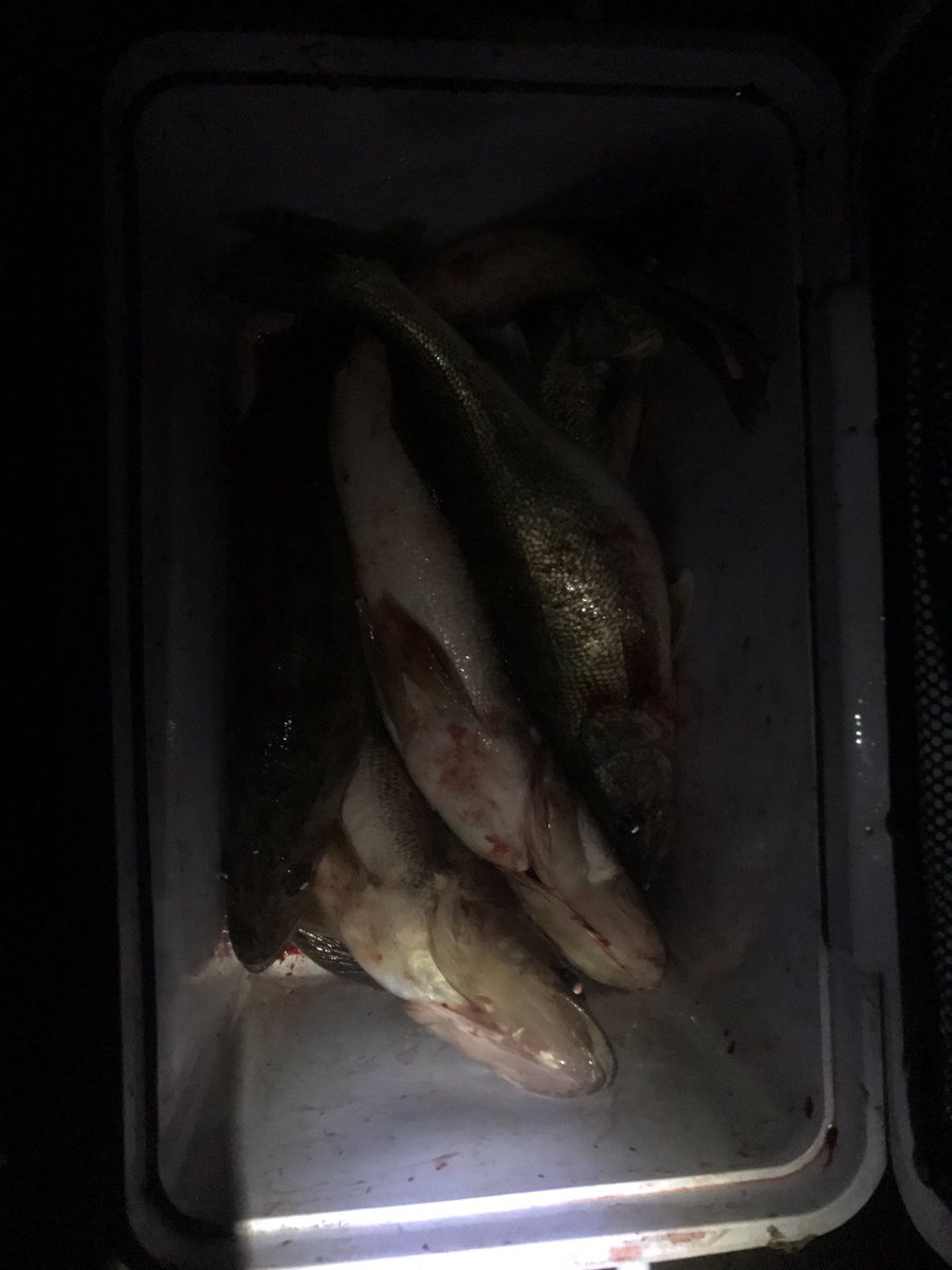 MooreFunFishing's tweet image. 