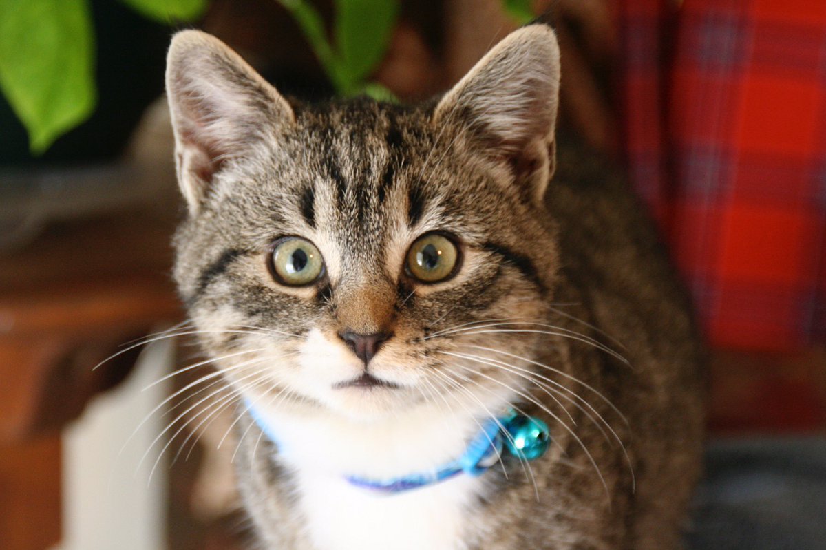 Ezra the Tabby tweet media