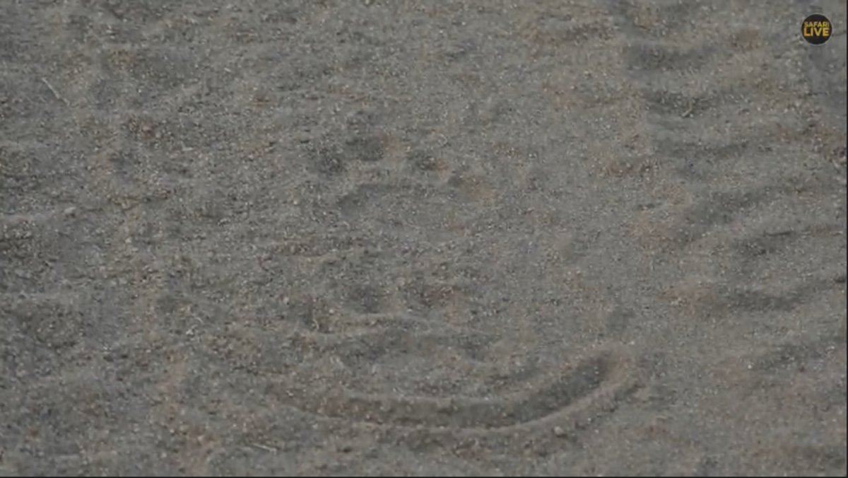 FlyFlyRee's tweet photo. Hello Safari Friends! 😀
#safariLIVE #leopardtracks https://t.co/fndKToocIn