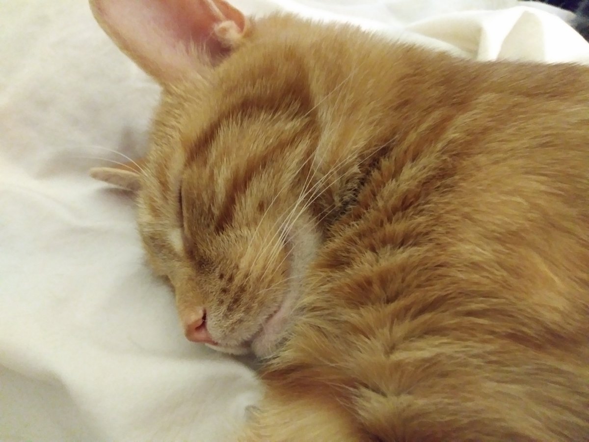 Just checking in here on my old, mostly-dormant account, hope all is well 😄 If you miss me and want a more updated means of keeping in touch, please DM me. I have another Twitter account I update  daily and a new blog. I use IG mainly for stories but haven't bailed on it yet