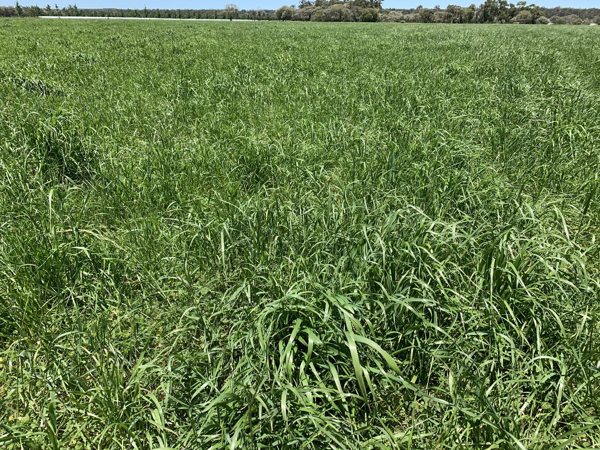 ruthmcgregor4's tweet photo. Great to have some late spring rain last week and really let the concordII come into its own. Looking forward to seeing how long it can go. https://t.co/vvEpv1ldpp