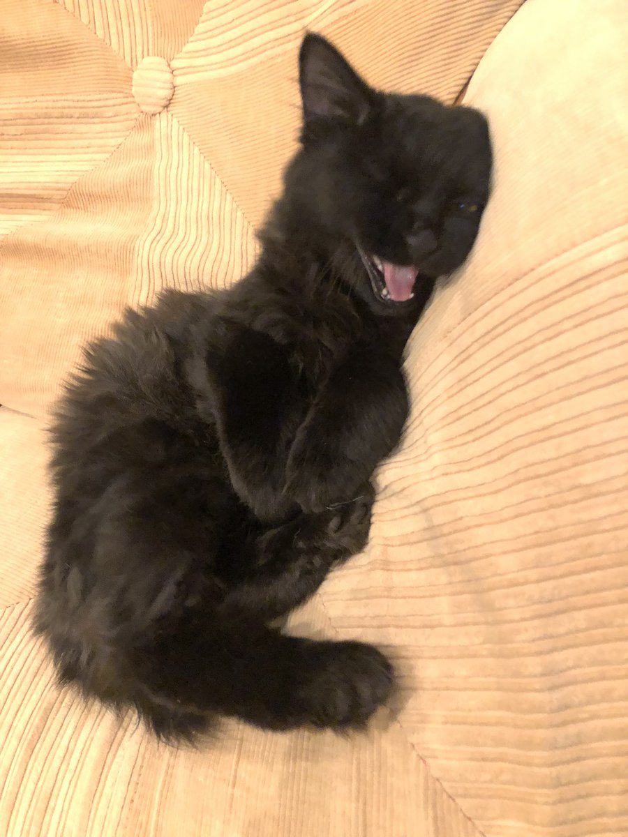 しぶとい中川翔子 ミュウはよく鳴きます おしゃべりミュウ 黒猫は幸せの象徴なんだよね 幸せにするからね しぶとい中川翔子 ミュウはよく鳴きます おしゃべりミュウ 黒猫は幸せの象徴なんだよね 幸せにするからね