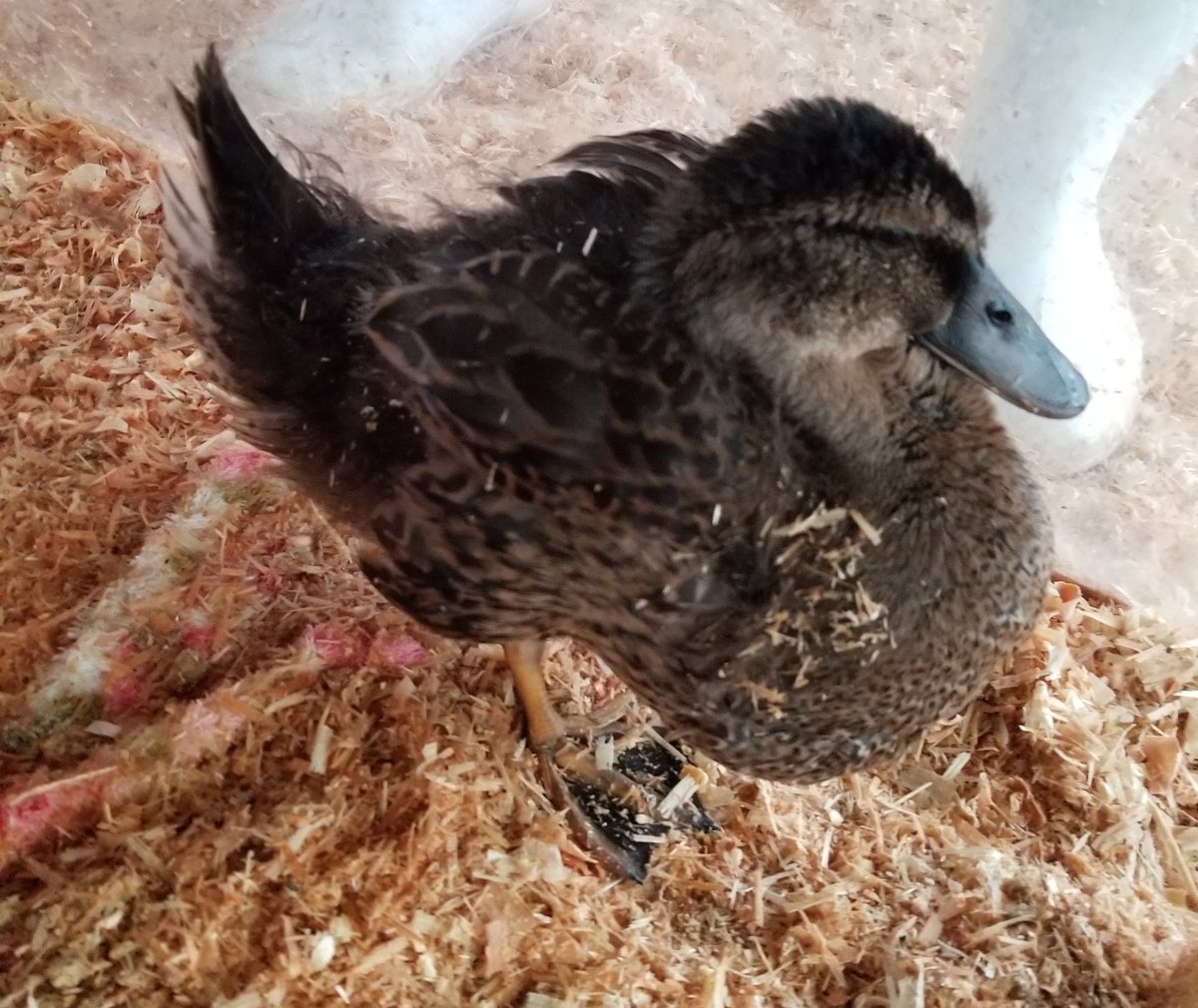 serapi_dack's tweet photo. 伝えるのが遅くなってしまったのですが、2019.10.20にリツが旅たちました。この写真はリツがなくなる1日前に撮ったものです。
リツ、今まで本当にありがとう！本当に大好きです。 #ダックセラピー https://t.co/cXmDtWGDTw