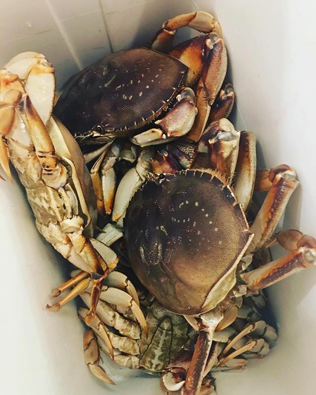 Gifts from my fisherman honey boo 🦀 tis the season. Kepiting saus padang for dinner tonight (and a few more nights) thx <a href="/ichidosf/">Geoffrey Reed</a> xo #dungenesscrab #BetterThanRoses ift.tt/2NqGtZu