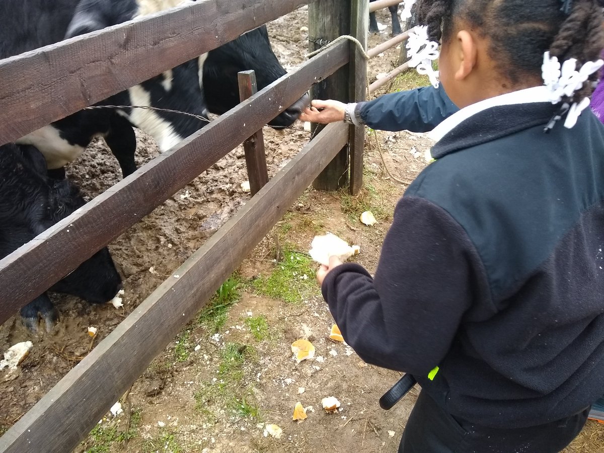 erinpar82's tweet photo. First grade took their learning to the farm. They had fun feeding the cows. They enjoyed a hayride, prepared corn for the sheep, goats and chickens. They learned about the land and the plants grown on the farm. @PriceOwls @1stGrade_Price @samanthakyed https://t.co/QJp4az7gjn