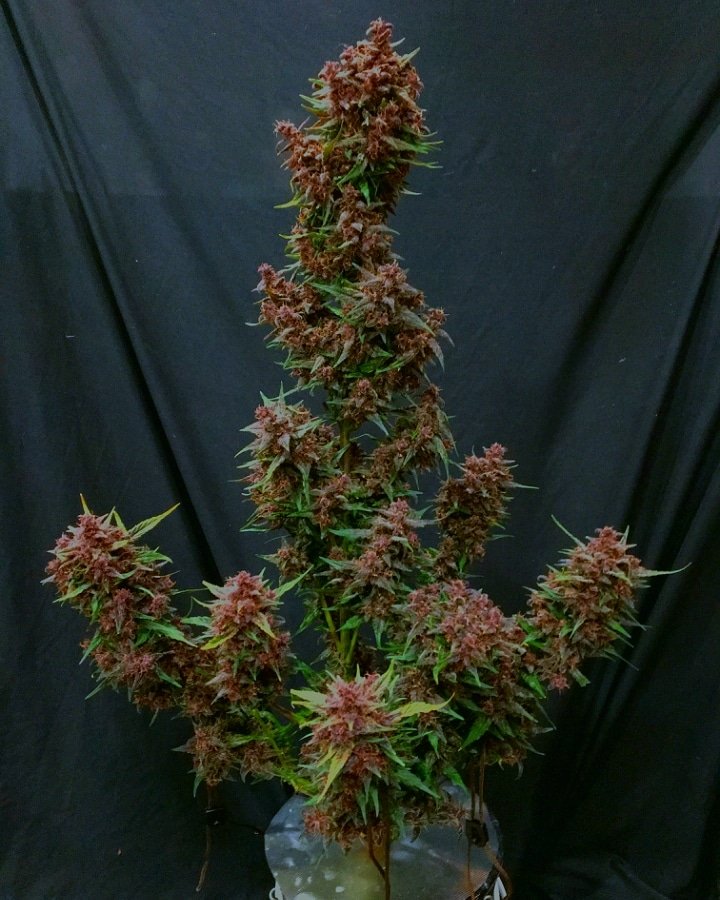MaxPowerGrows's tweet image. "Mars Hydro"  #marshydroaliblackfriday2019 
#CannabisCommunity #cannabis #WeedLovers #weedstagram #marijuananews